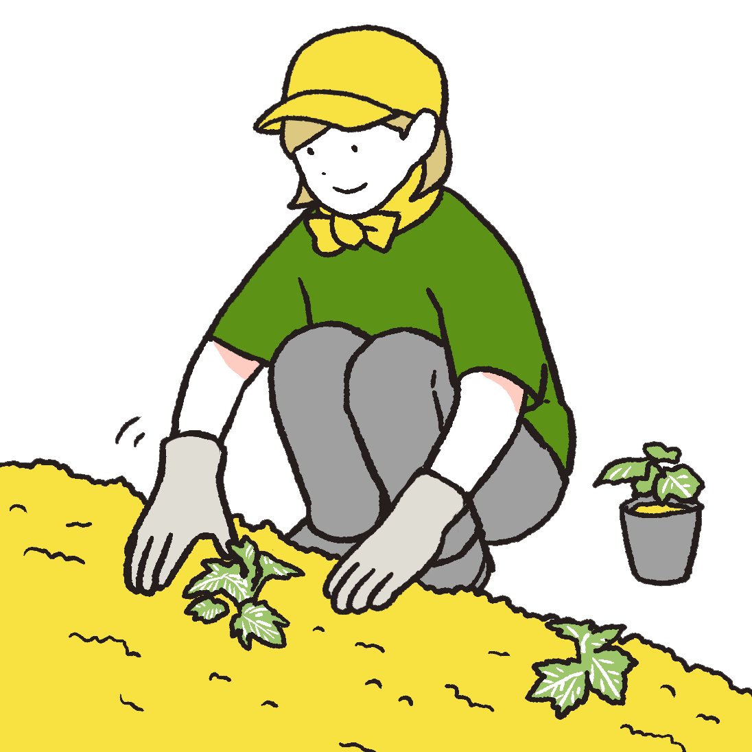 株の植え付け・株開き